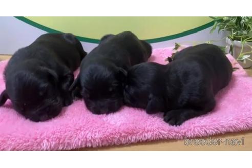 成約済の栃木県のミックス犬-236804の2枚目